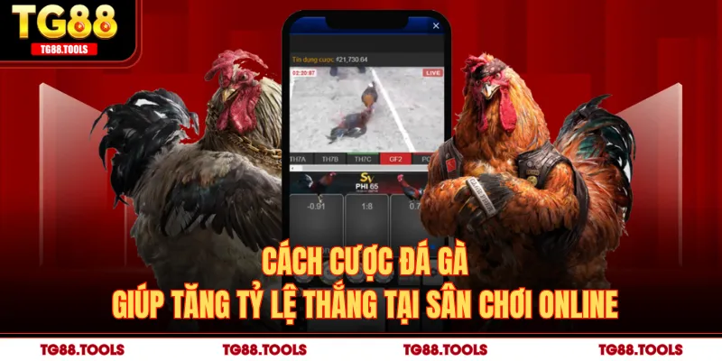 Cách cược đá gà hiệu quả bắt đầu từ việc chọn đúng cửa cược