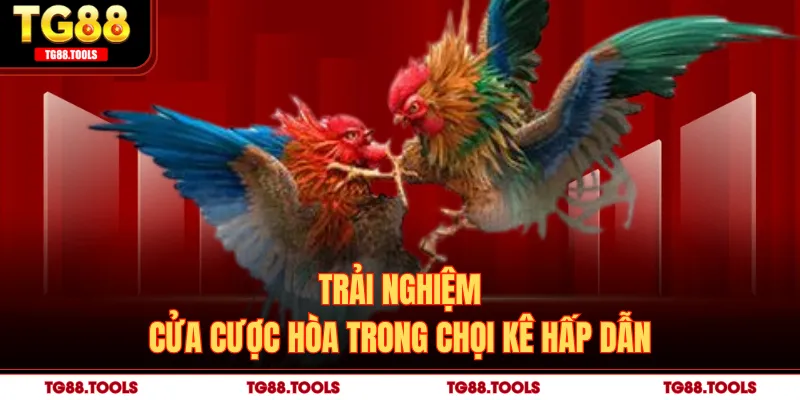 Trải nghiệm cửa cược hòa trong chọi kê hấp dẫn